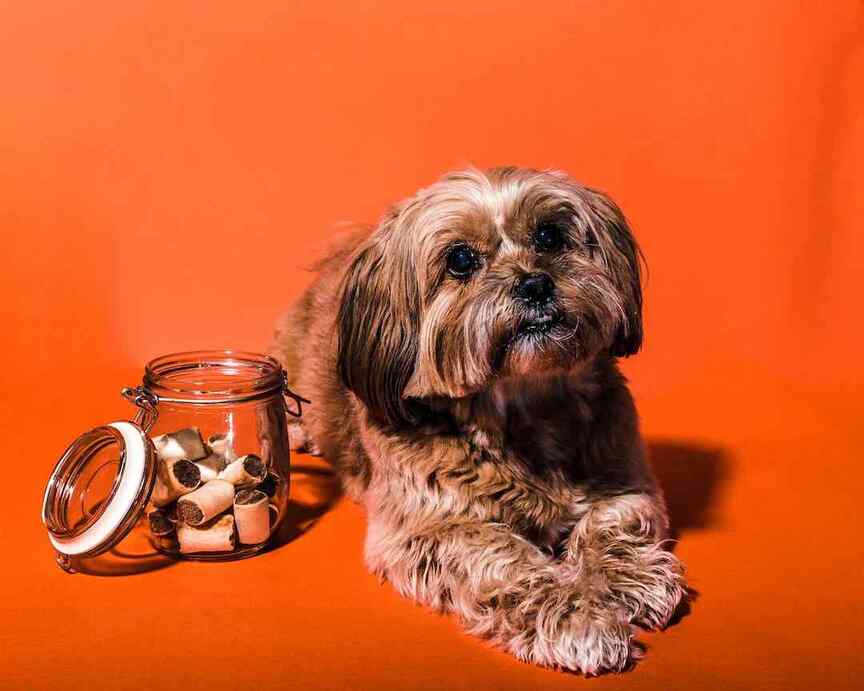 Beef Lung Treats for Dogs: Nutritional Benefits and Selection Guide