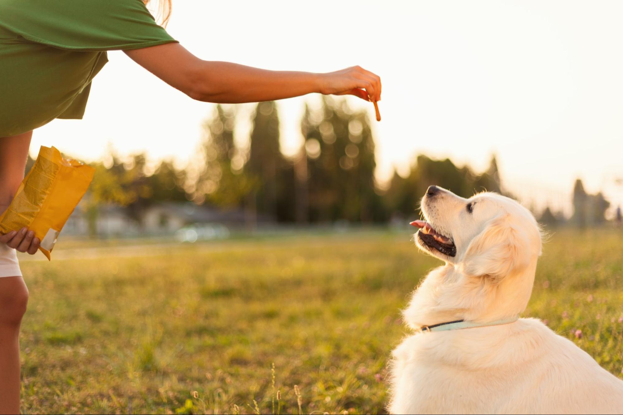 Top 10 Natural Dog Treats for a Healthier Pup