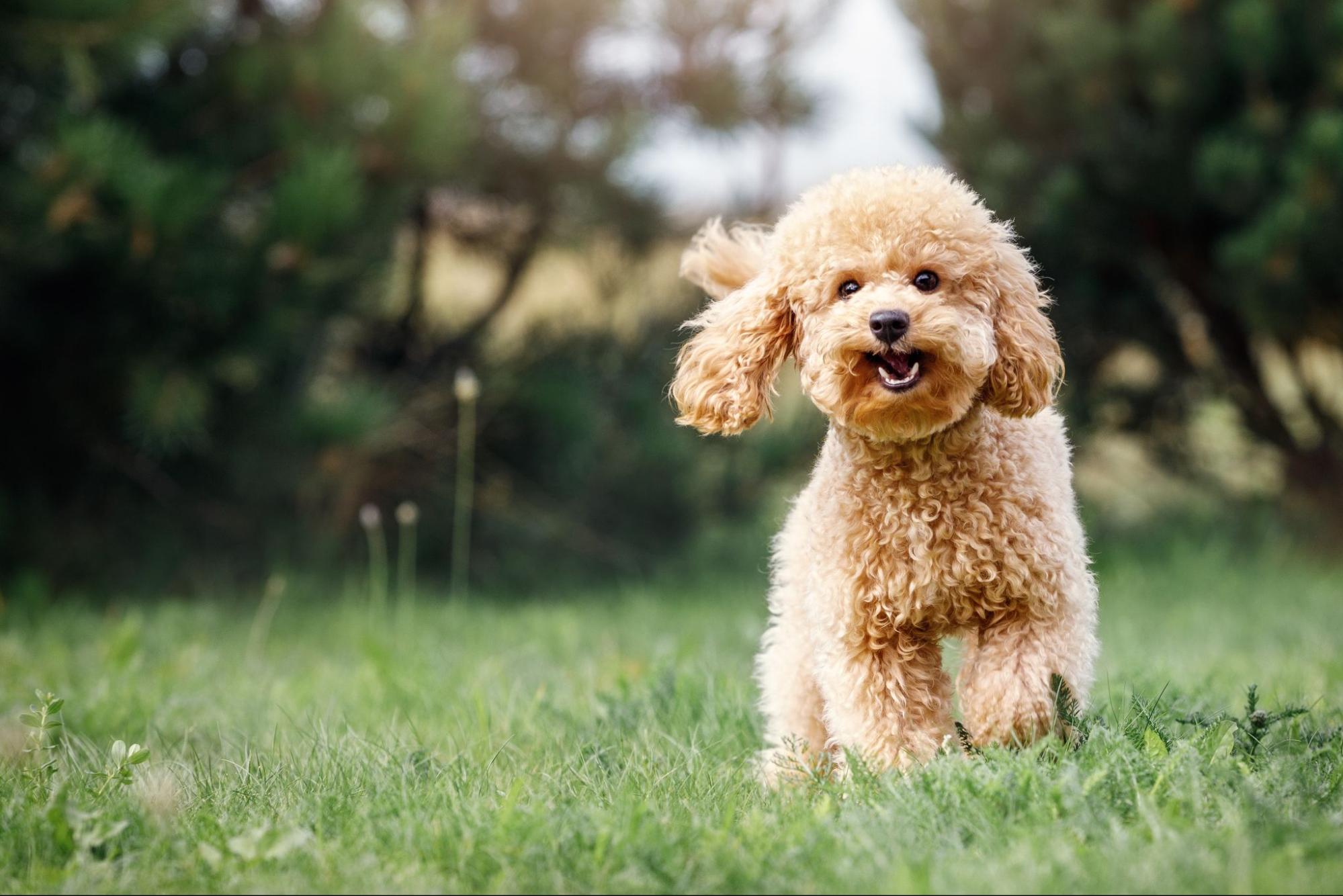 Discover the Health Benefits of Bison Treats for Dogs