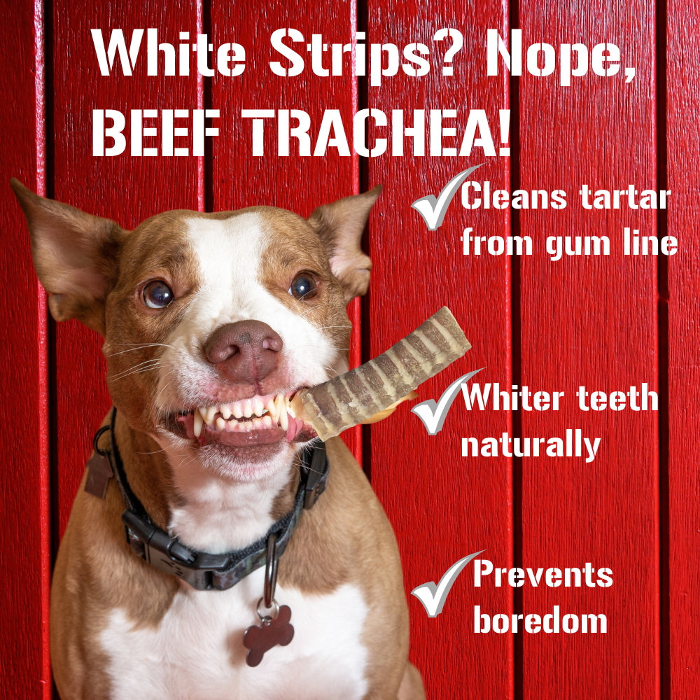 Beef Trachea Dog Treats - 12 Inch, 4 Pack
