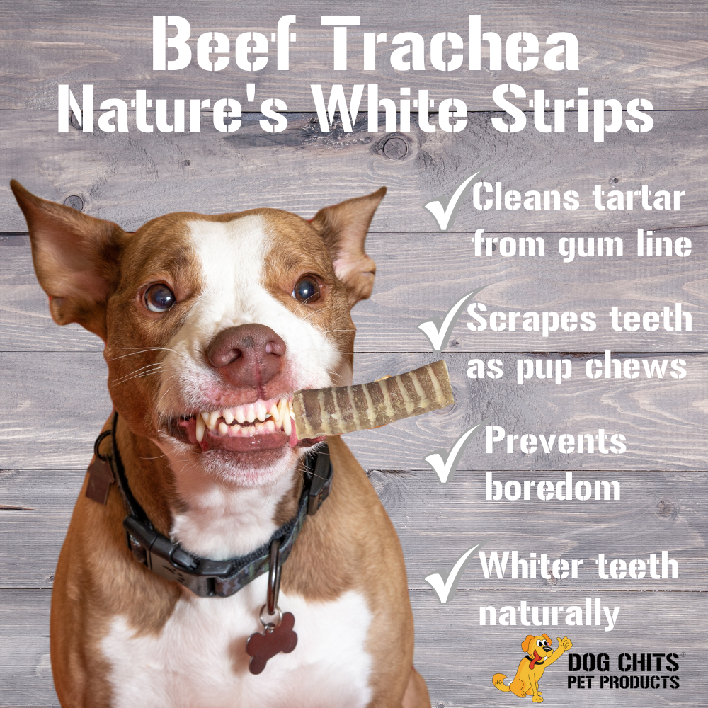 Beef Trachea for Dogs, 8 - 6 Inch Pieces