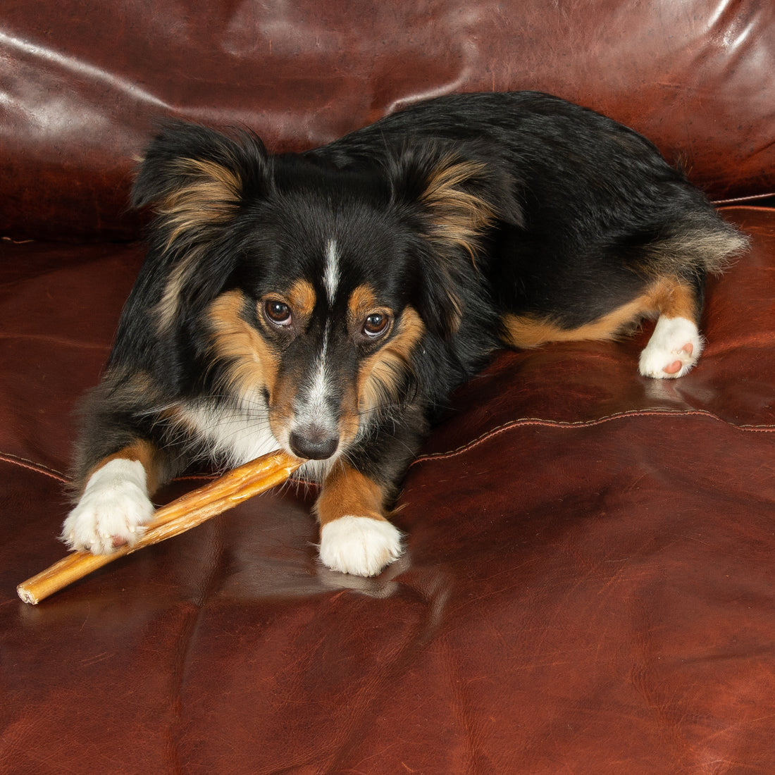Best Bully Sticks for Large Dogs: Top 7 Picks