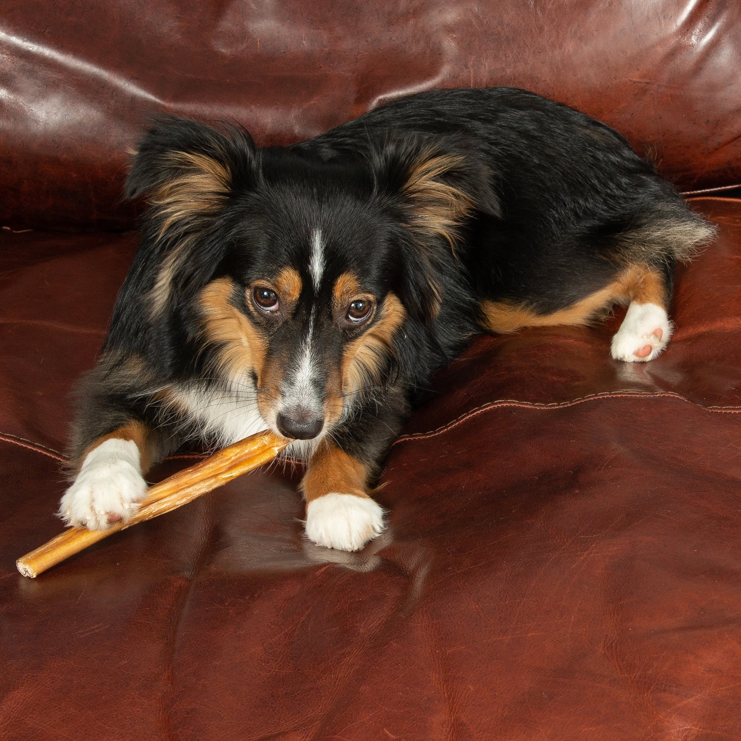 Best Bully Sticks for Large Dogs: Top 7 Picks