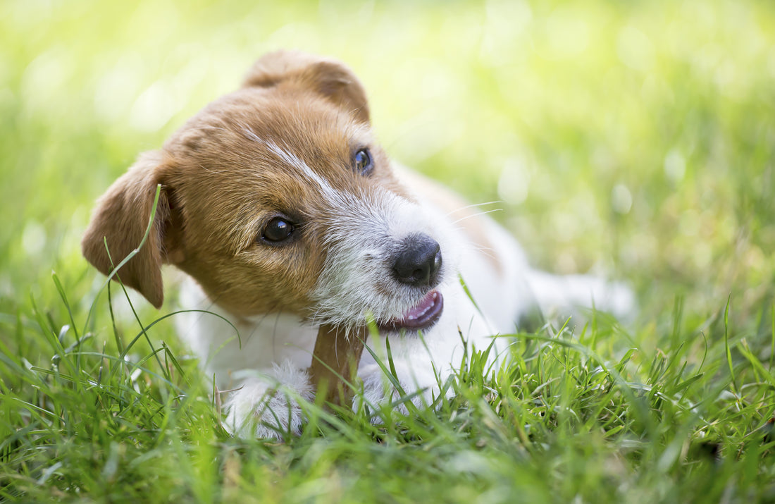 bad dog foods, bad dog treats, worst dog foods, worst dog treats, healthy dog treats, heathy dog food, healthy bully sticks, good bully sticks, lamb treats for dogs, organic treats for dogs, healthy treats for dogs, healthy dog treats, lamb dog treats, bu