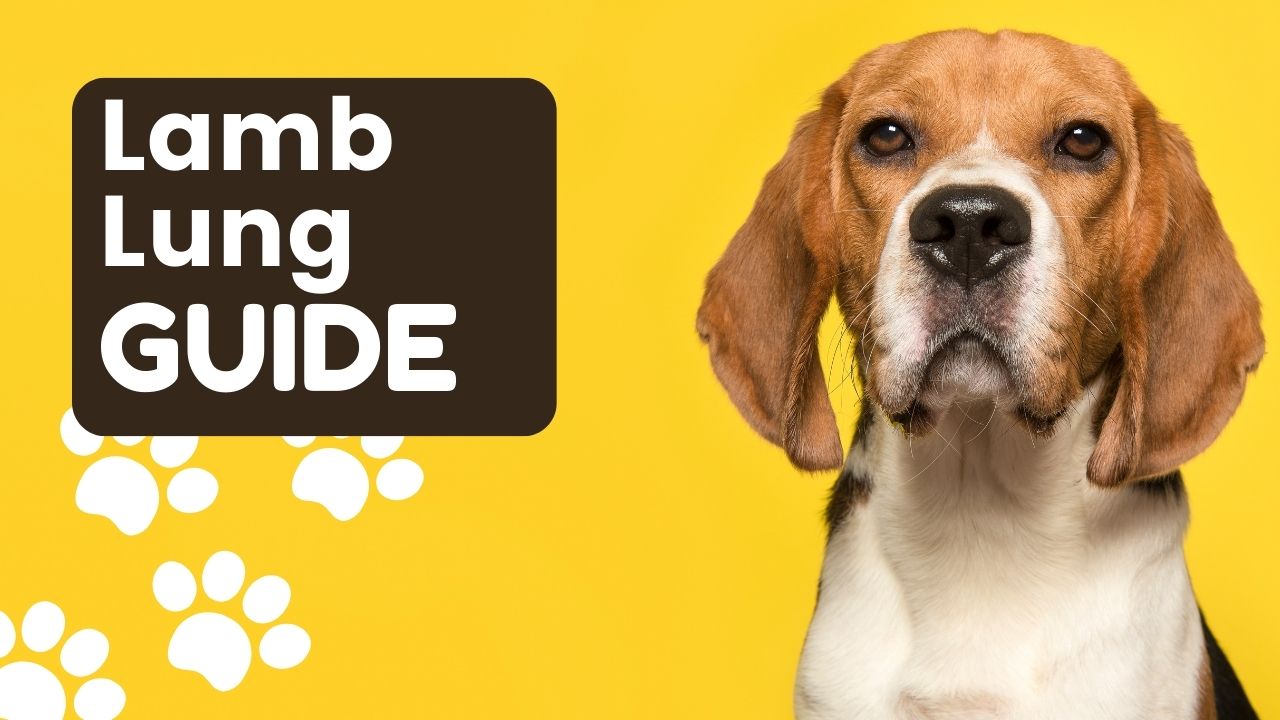 How to Choose the Best Lamb Lung Treats