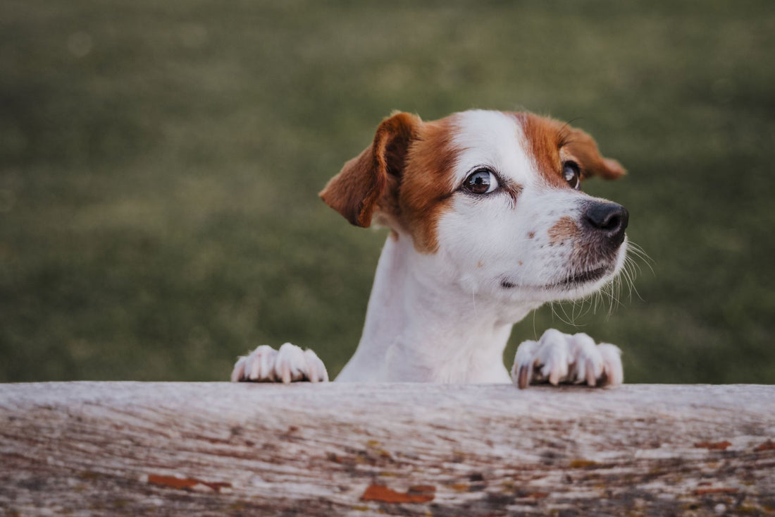 Why You Should Be Feeding Your Dog Lamb Lung