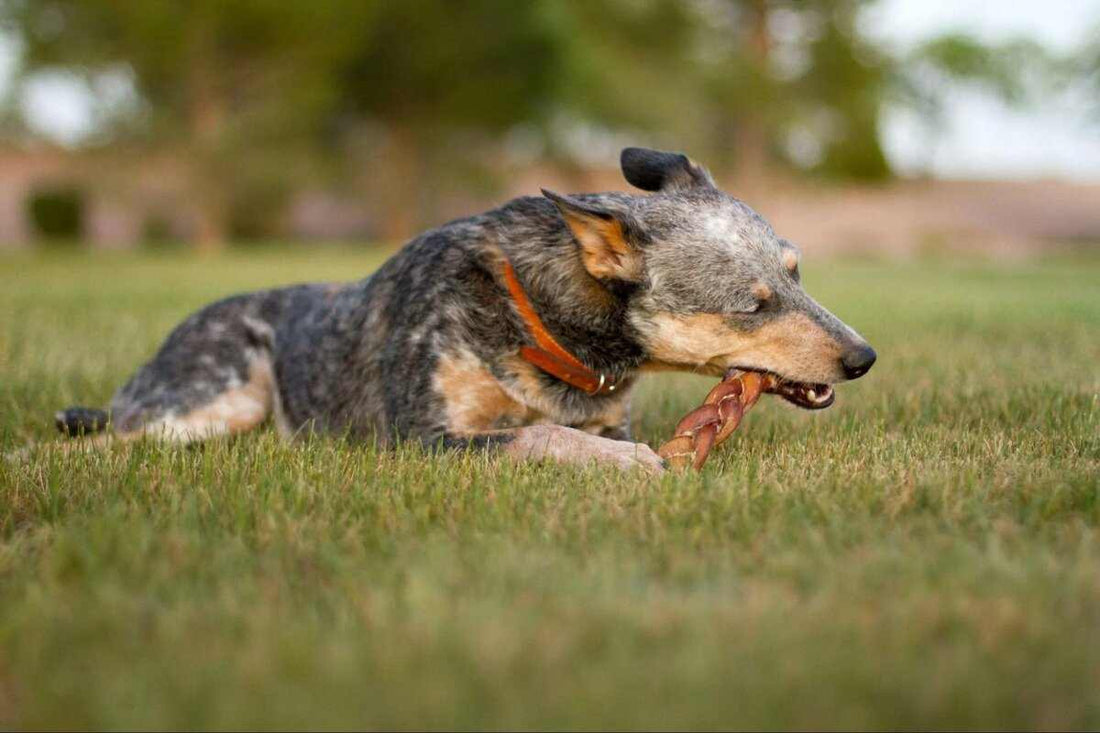 Are Bully Sticks Safe for Dogs? Exploring the Benefits and Risks