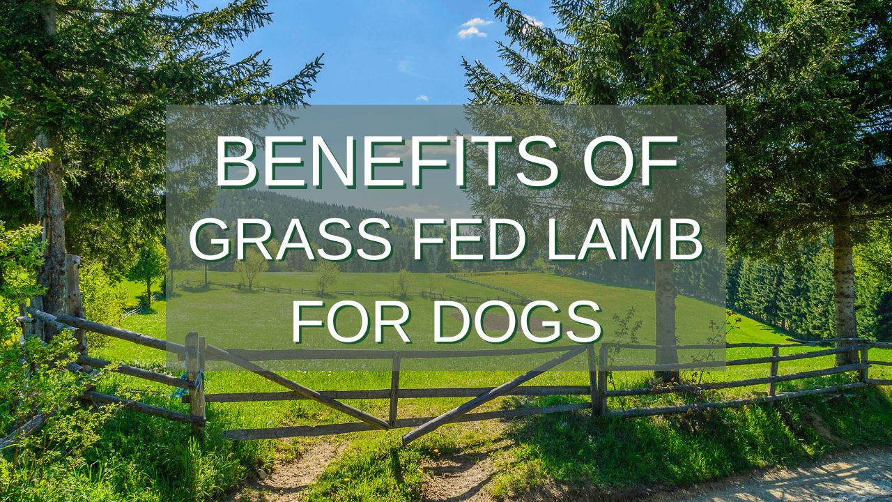 Greener Pastures: The Benefits of Grass-Fed Lamb for Dogs