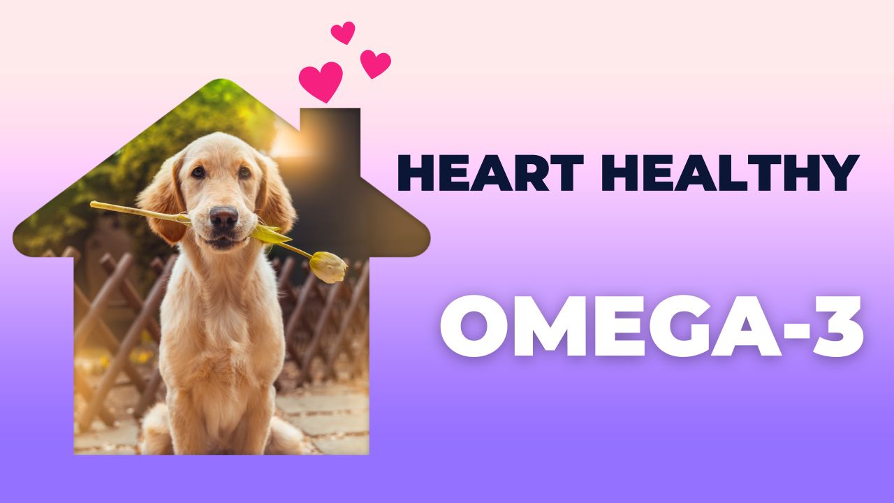 Omega-3 Fatty Acids for Dogs: A Heart-Healthy Choice