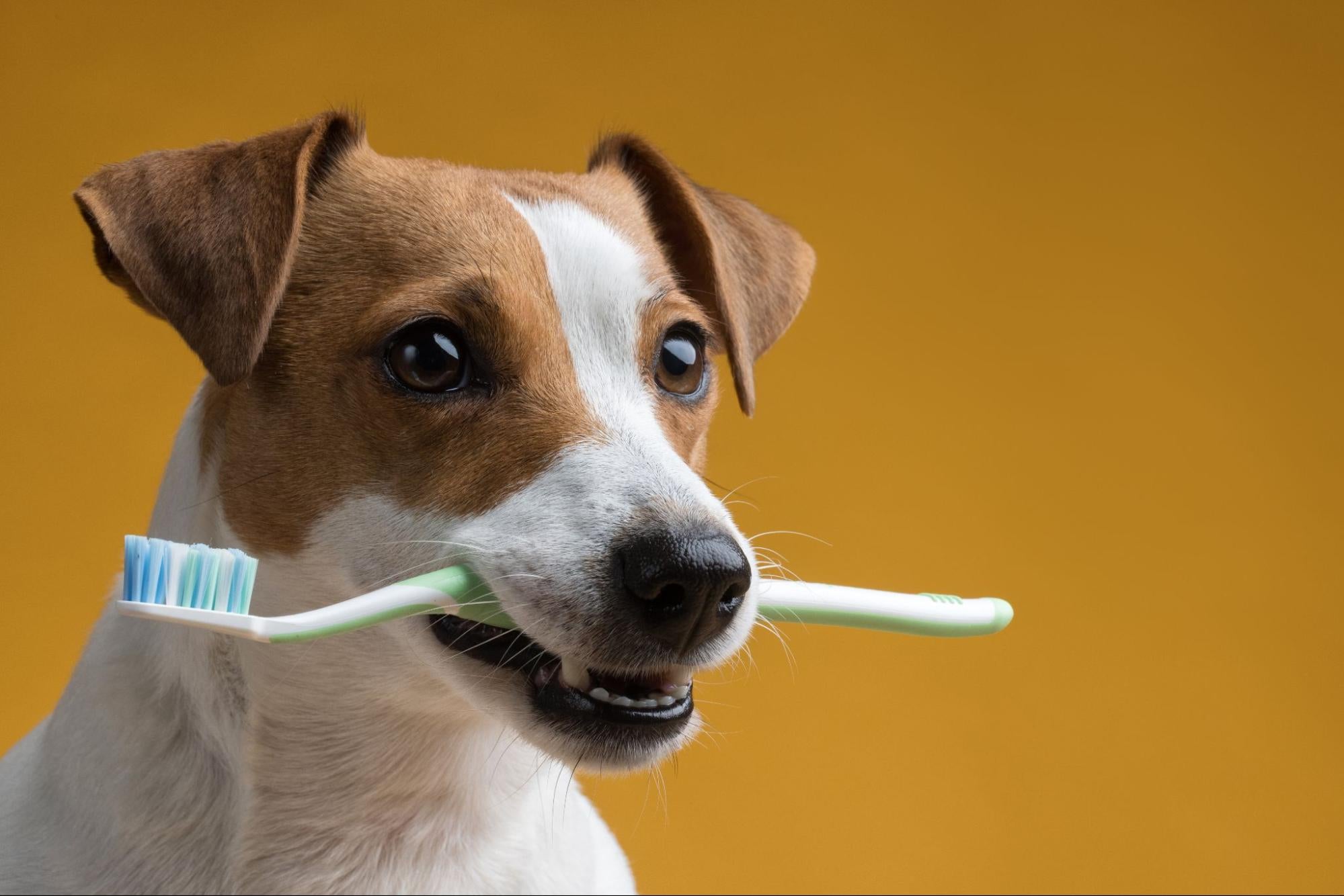 Soft Chews: The Perfect Treat for Dogs with Sensitive Teeth