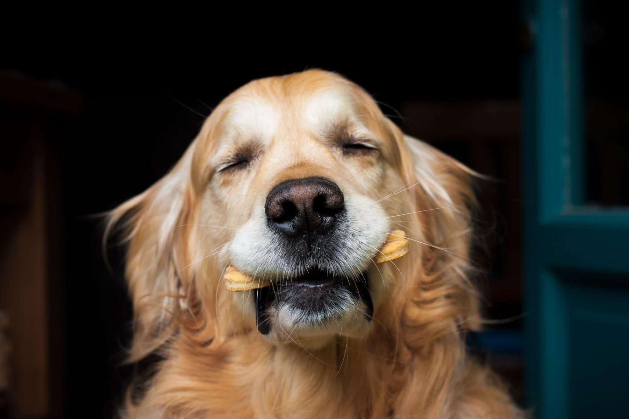 Unlock the Power of Protein-Packed Treats for Your Dog's Health
