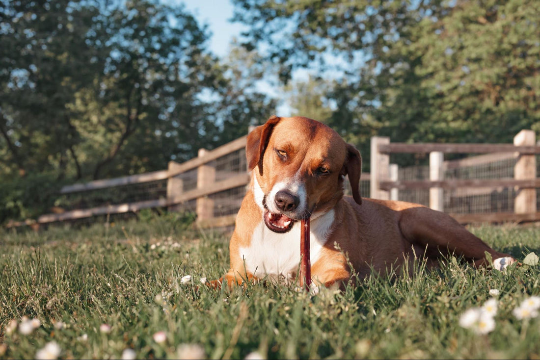 Zero Odor Bully Sticks: A Clean and Fresh Solution for Your Dog's Chewing Needs