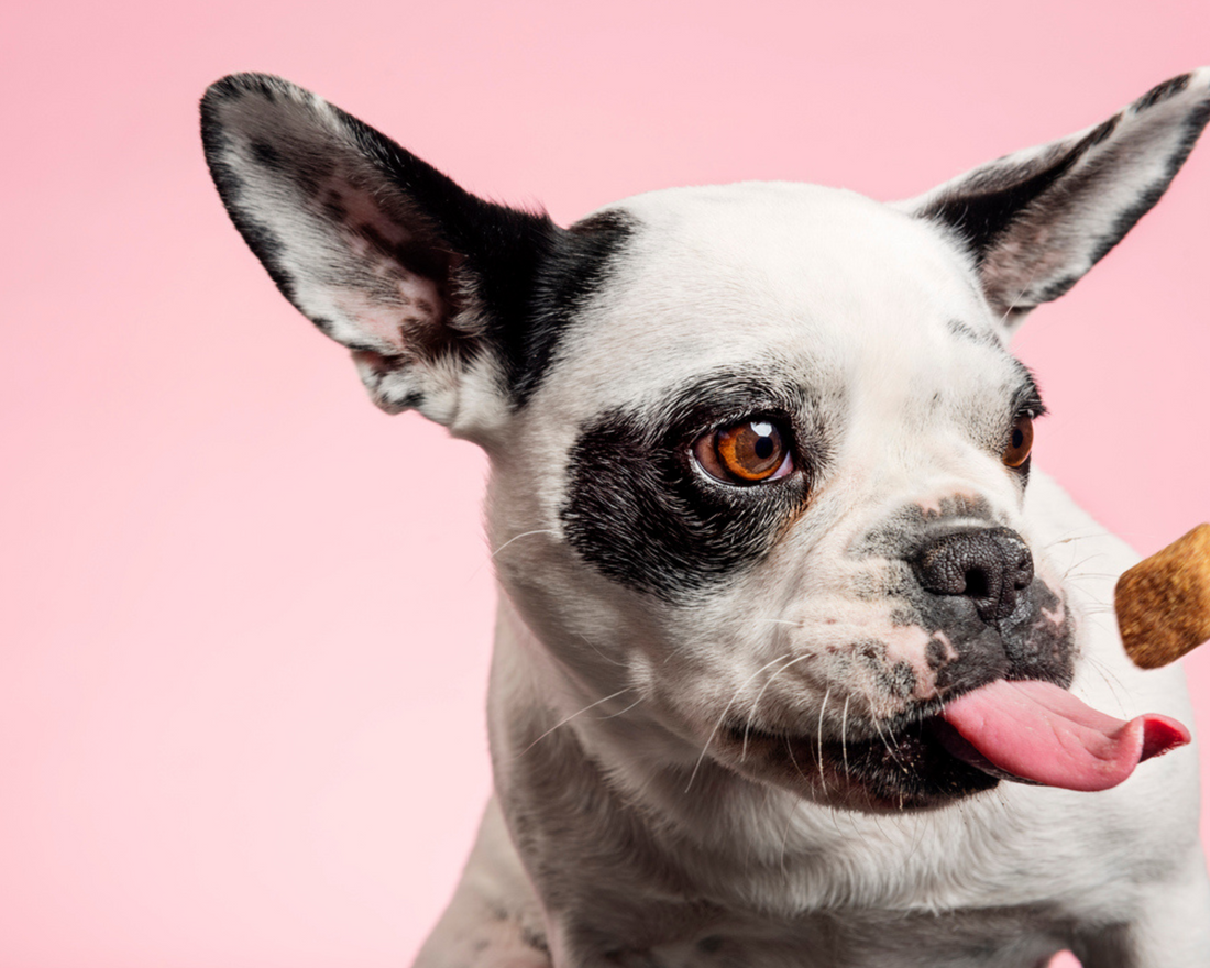 Sustainable Dog Treats: The Importance of Ethical Farming