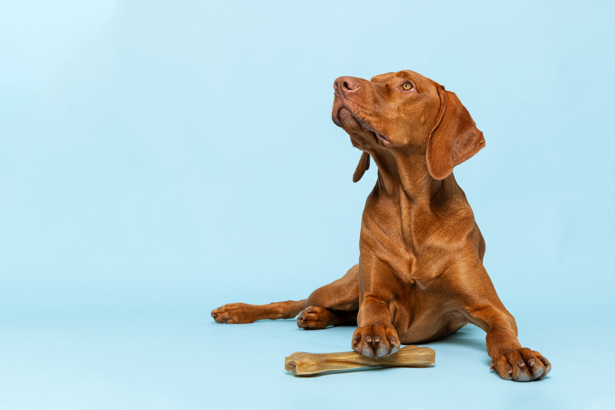 The Appeal of Soft Chews: Great for Puppies and Senior Dogs
