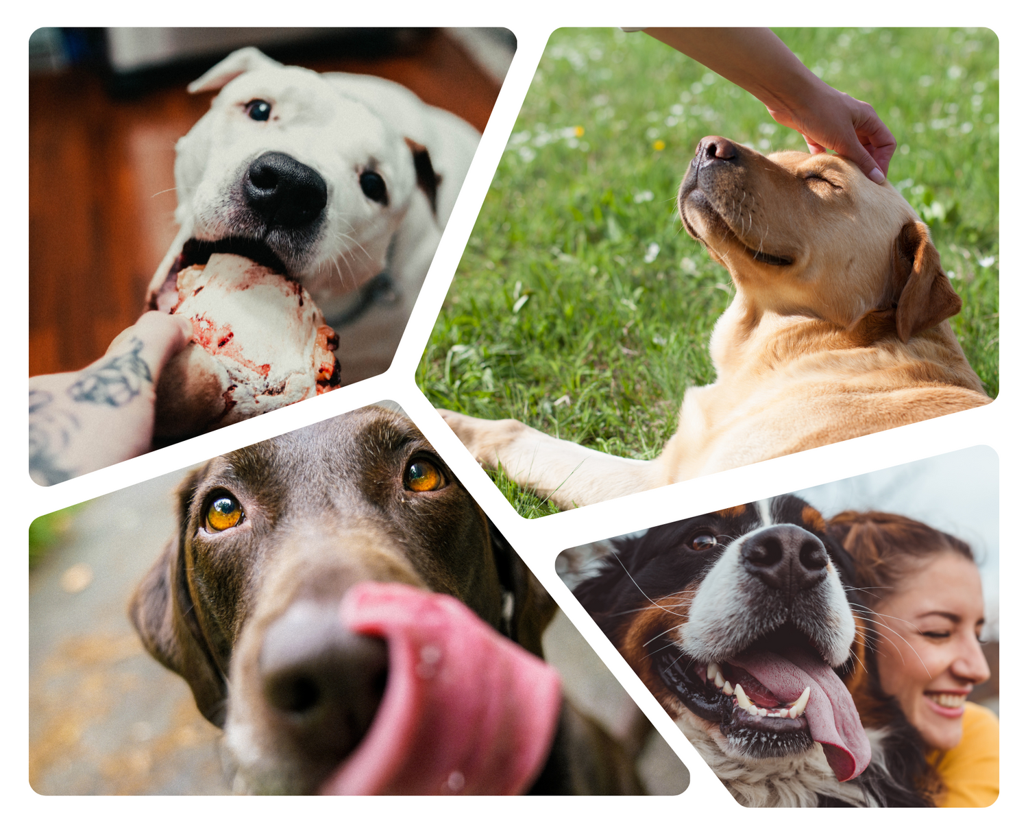 Why Dehydrated Treats are a Great Choice For Your Dog
