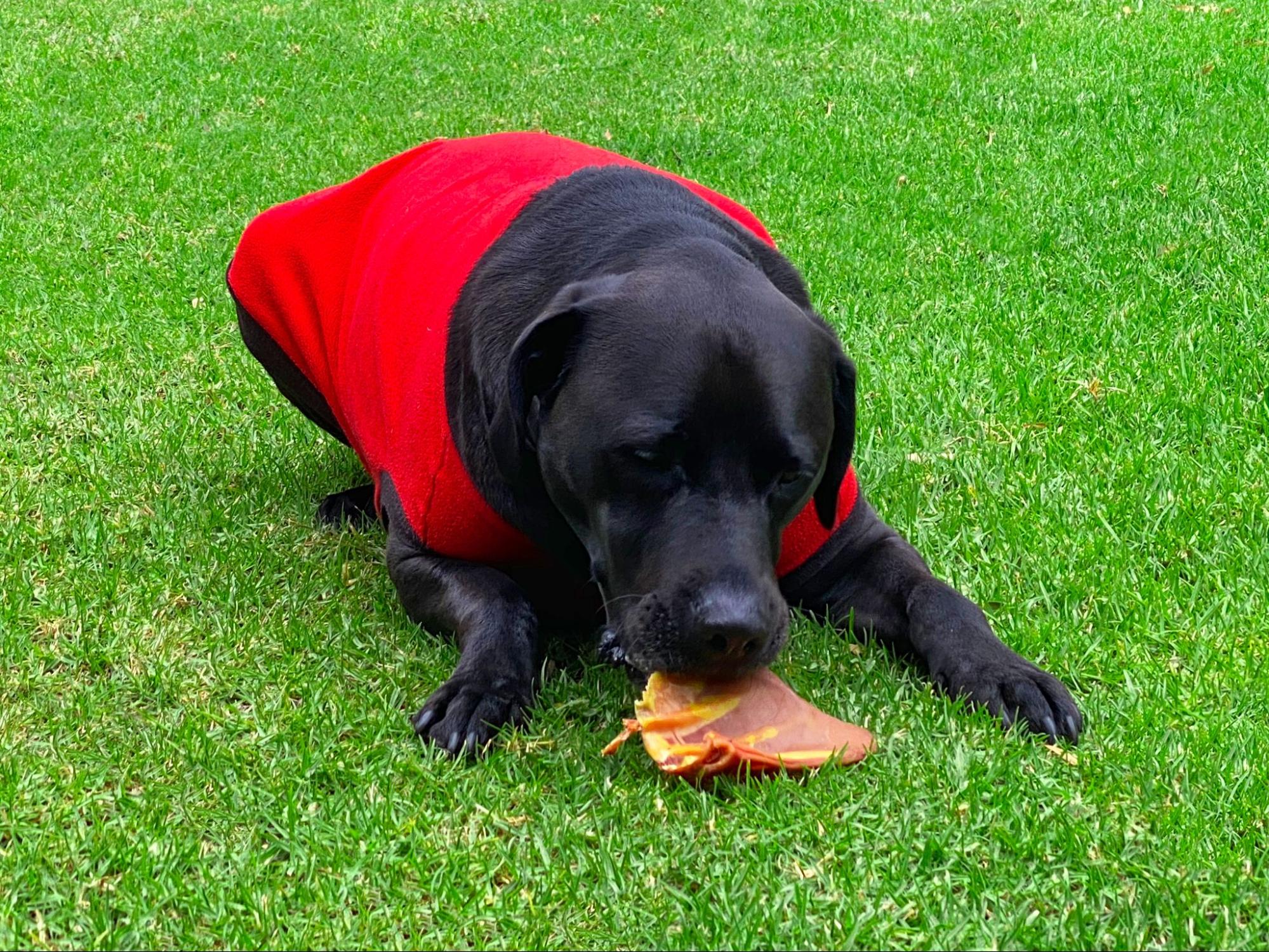 Pigs Ears for Dogs: Are They a Safe and Nutritious Treat Option?