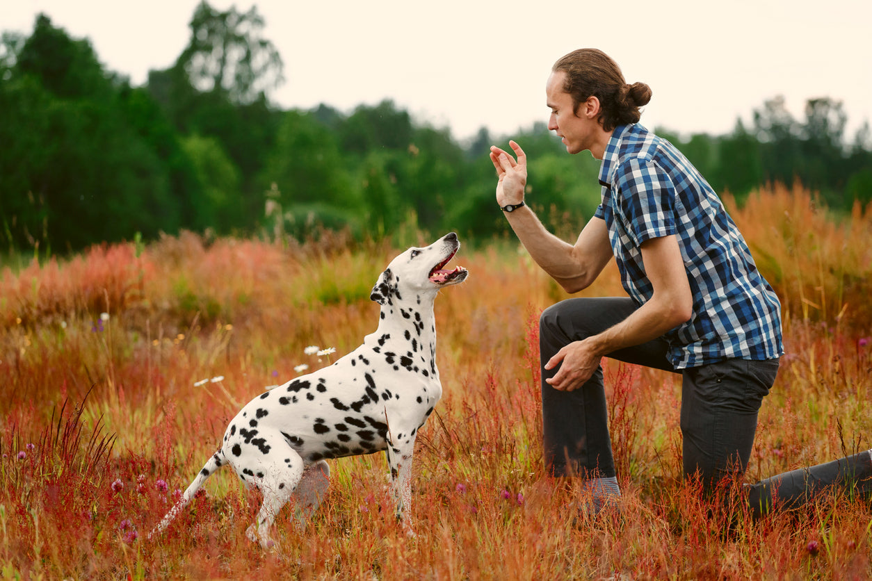 Incorporating Healthy Treats into Your Dog's Training Routine