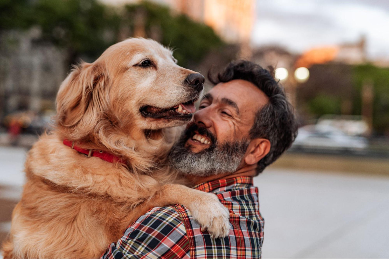 Bully Sticks vs Collagen Sticks: Which One is Right for Your Dog?