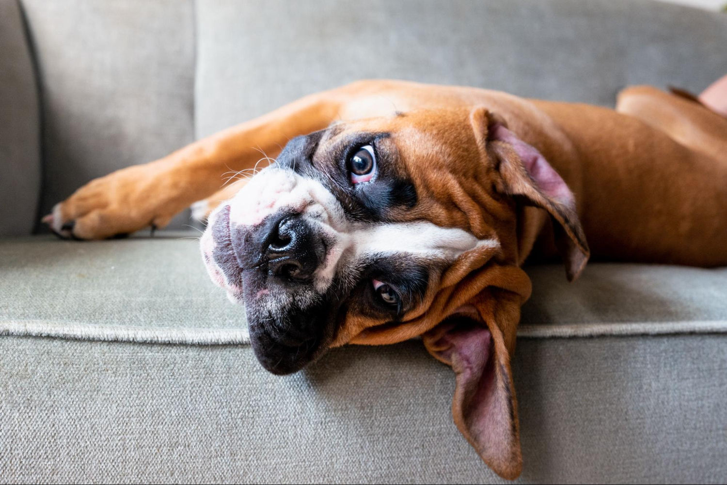 5 Reasons to Choose Dog Chits Lung Treats