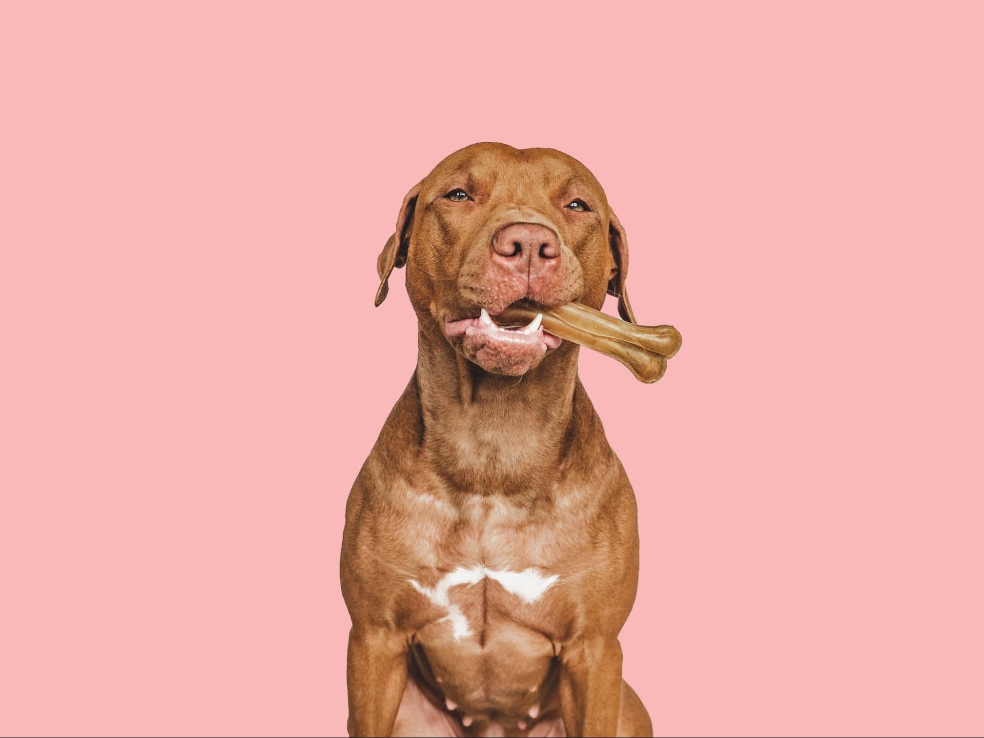 Dog Chew Bone Guide: Choosing the Best Treat for Your Pet