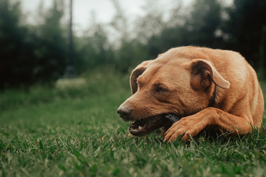 The Busy Dog Owner's Guide to Long-Lasting Chews