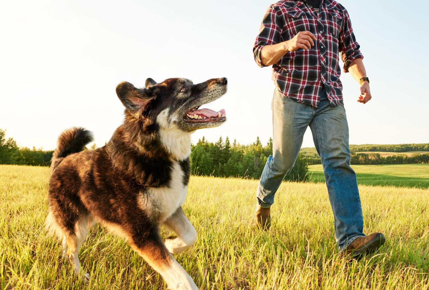 Dog Running in Field with Man