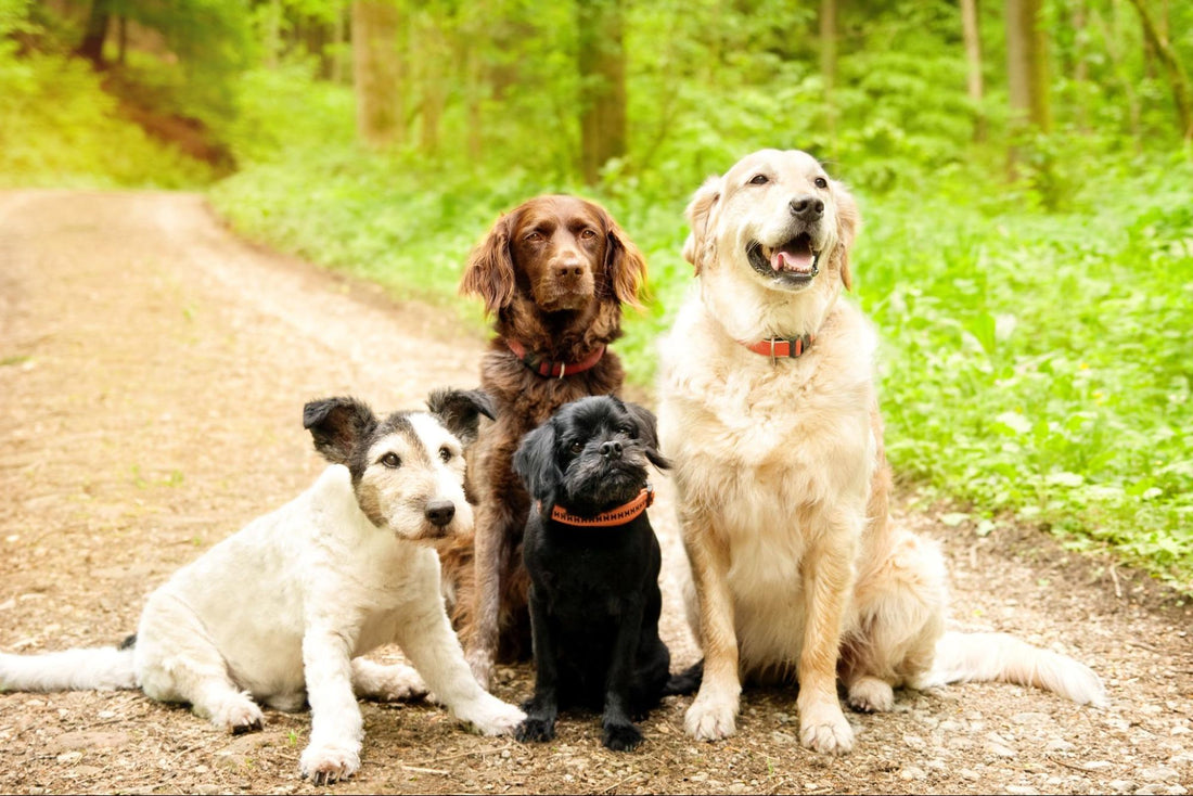 Why Lamb Lung Fillets are the Perfect Treat for Your Dog