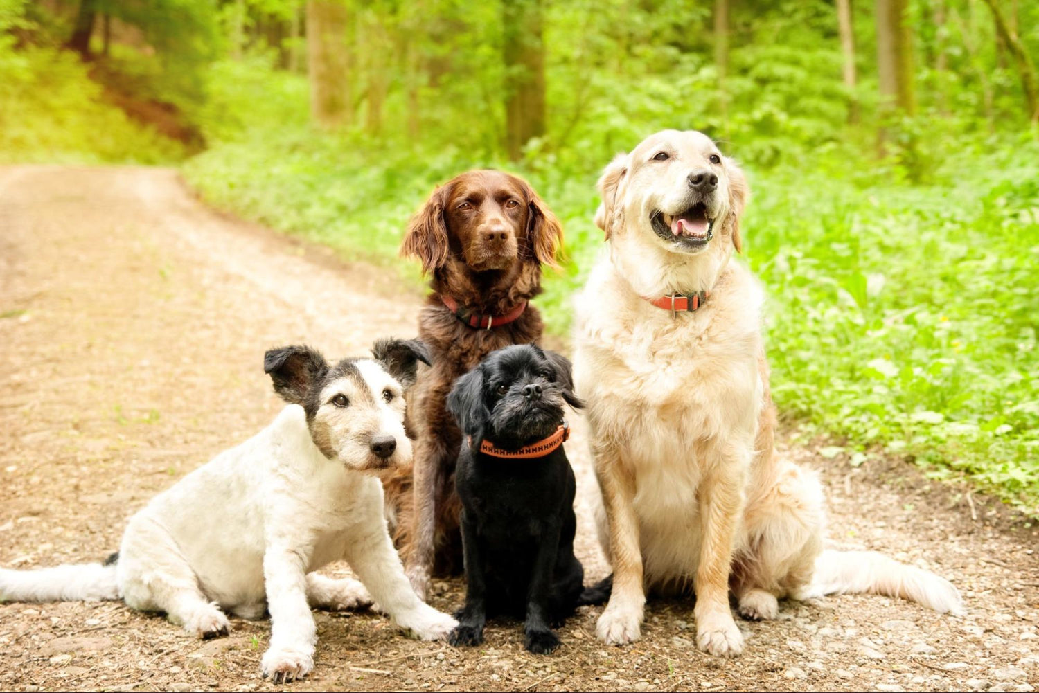 Why Lamb Lung Fillets are the Perfect Treat for Your Dog