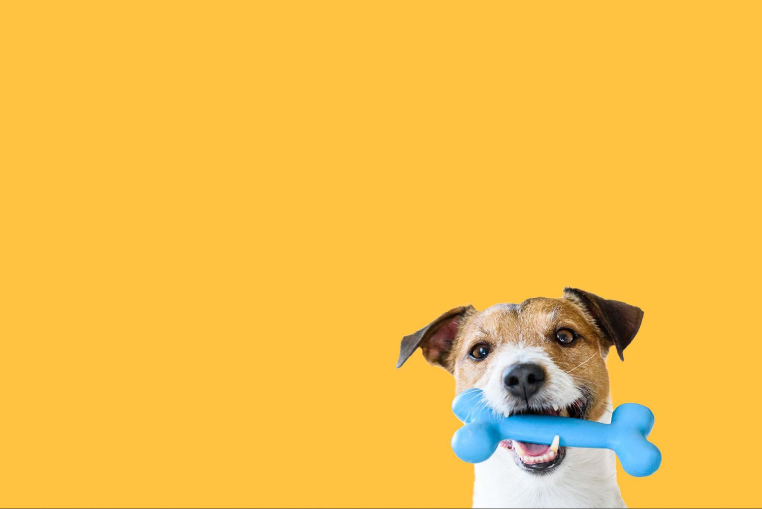 The Importance of Chewing for Your Dog's Mental and Dental Health