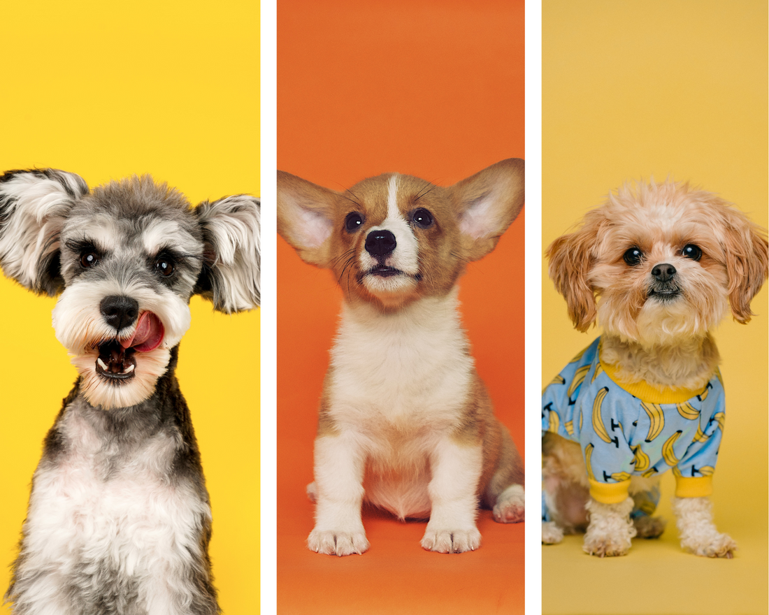 Joint Health in Dogs: How Natural Treats Can Help Ease Arthritis