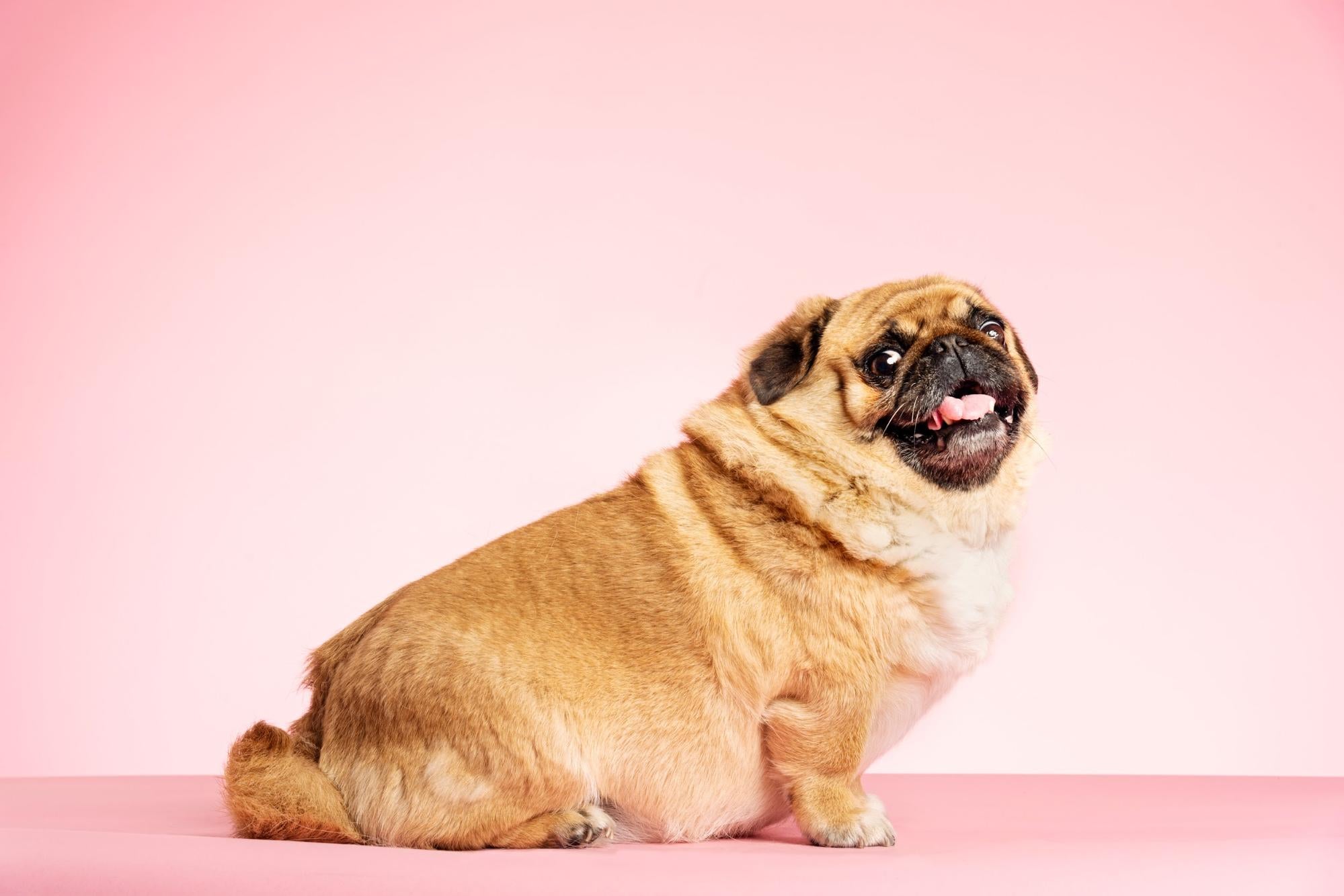 Weight Management in Dogs: Choosing Low-Fat Treats