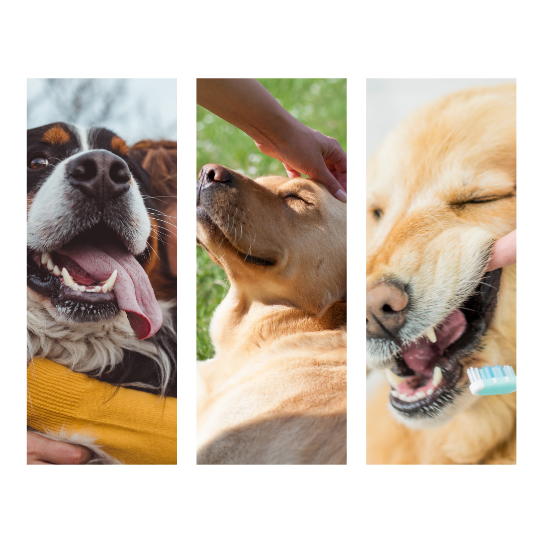 Chew on This: Bison Trachea and Your Dog's Wellness