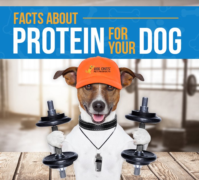 Facts About Why Your Dog Needs More Protein