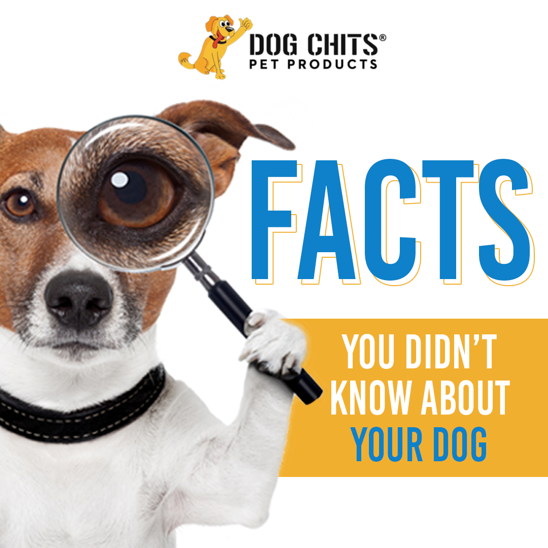 Fun Facts About Your Dog