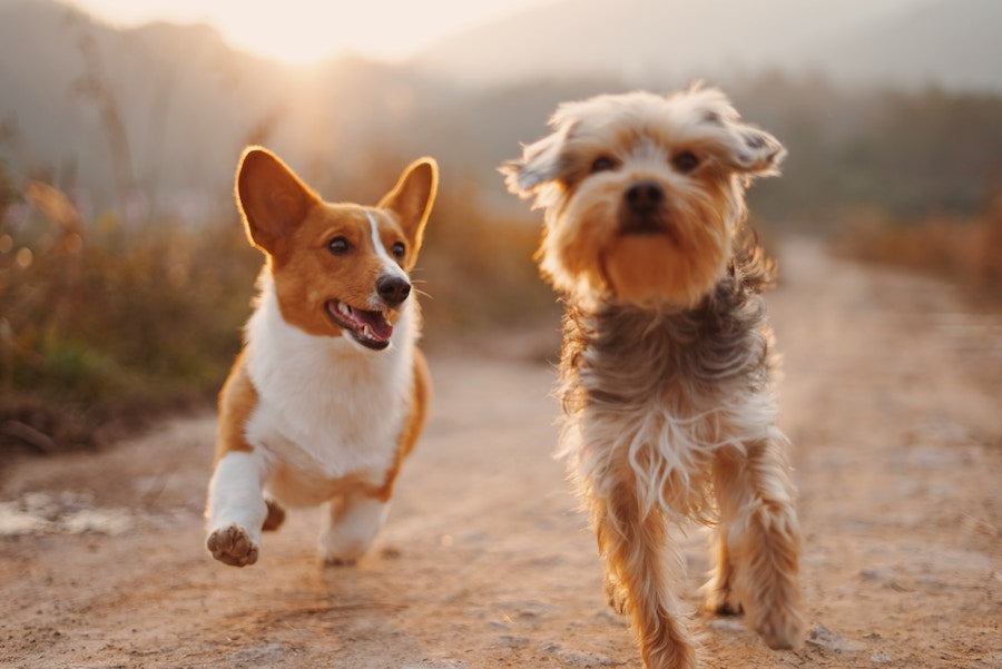 The Health Benefits & Risks of Bully Sticks for Dogs