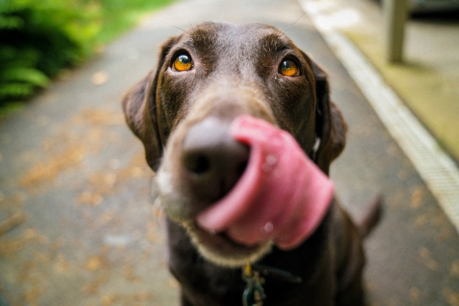lamb treats for dogs, dog lamb treats, lamb for dogs, benefits of lamb for dogs, lamb fillets, dog treats lamb, 