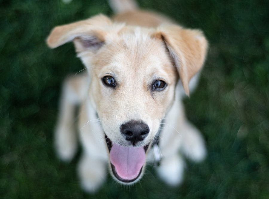 5 Must Have, Healthy and Delicious Treats for Your Dog