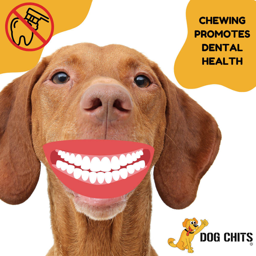 Curly Bully Sticks, 12 Inch, 3 Pack