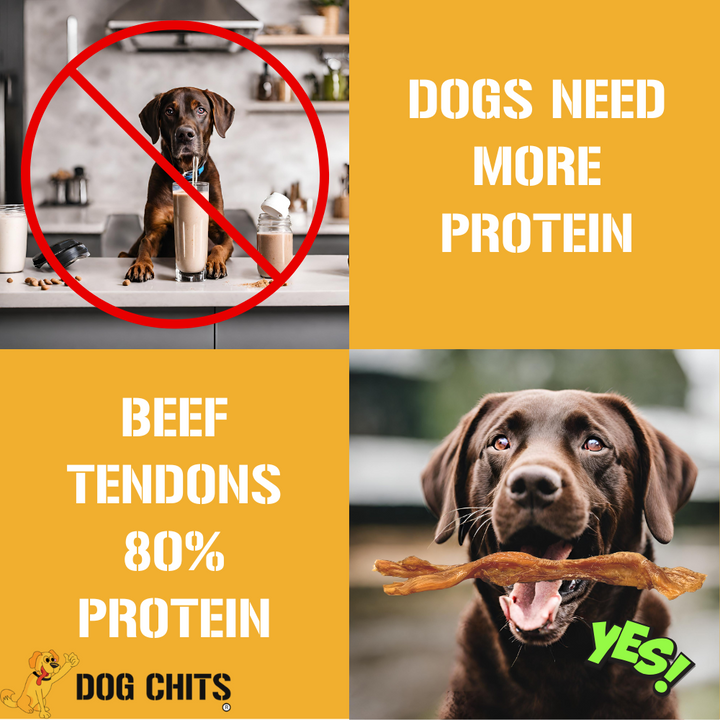 Beef Tendons EXTRA LARGE, 9-11 Inch, 6 Pack