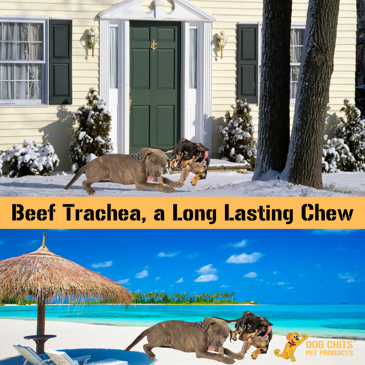 Beef Trachea Dog Treats - 12 Inch, 4 Pack