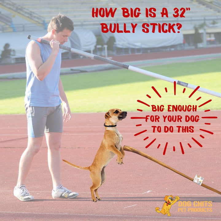 Bully Stick Canes - 32 Inch, 1 Pack