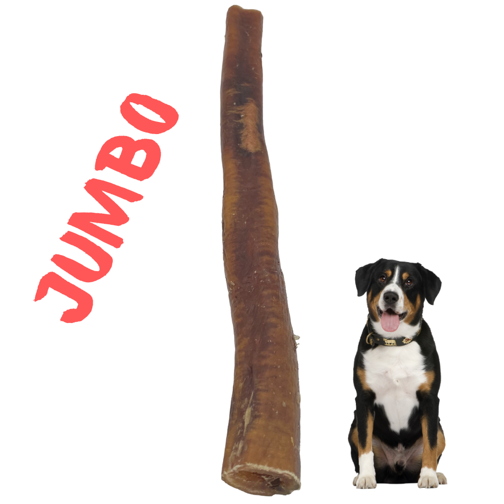 Bully Stick JUMBO (90 Grams+), ZERO ODOR, 12 Inch, 1 Pack