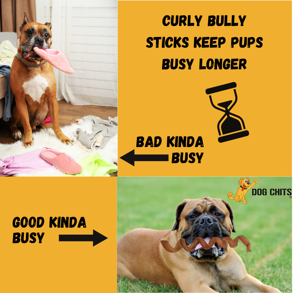 Curly Bully Sticks, 12 Inch, 3 Pack