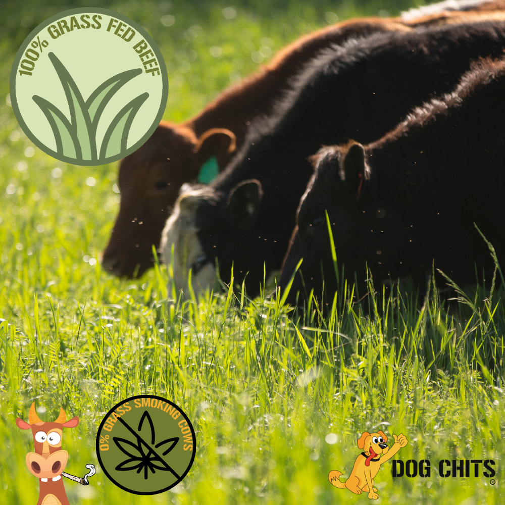 Curly Bully Sticks, 12 Inch, 3 Pack