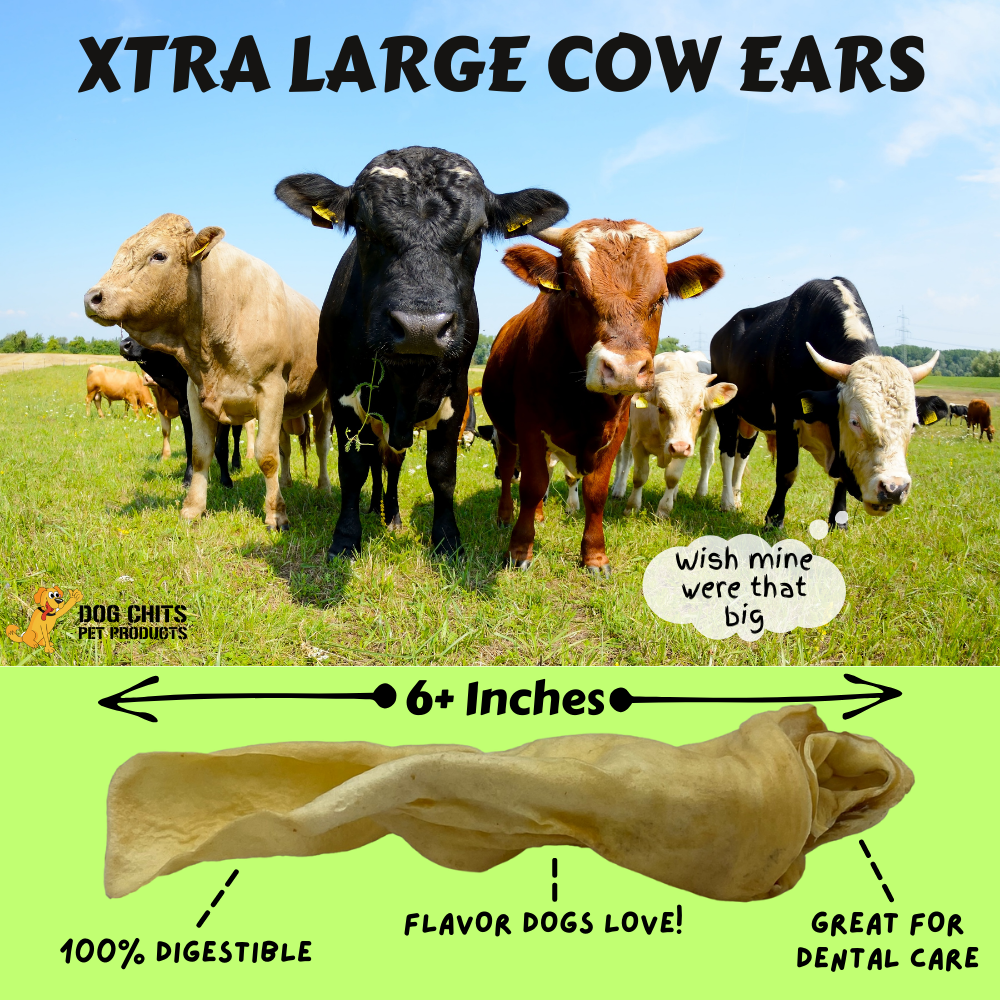 Cow Ears for Dogs, XTRA LARGE, 10 Pack
