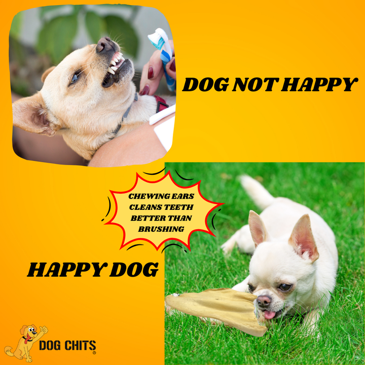 Cow Half Ears for Dogs, Large, 10 Pack