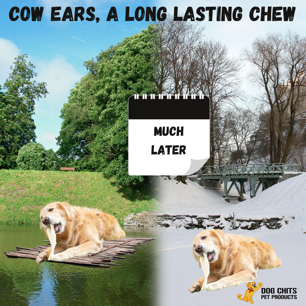Cow Half Ears for Dogs, Large, 10 Pack