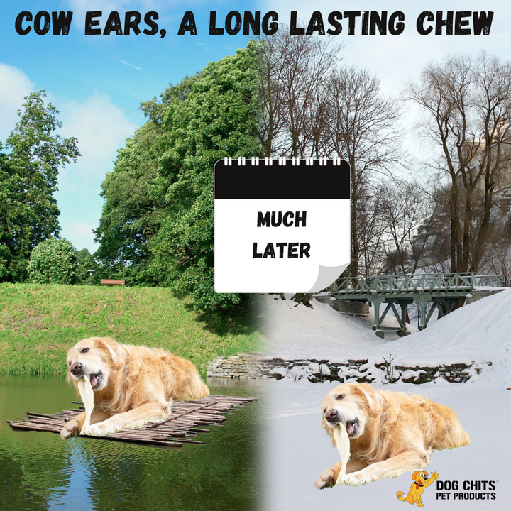 Cow Half Ears for Dogs, Large, 10 Pack