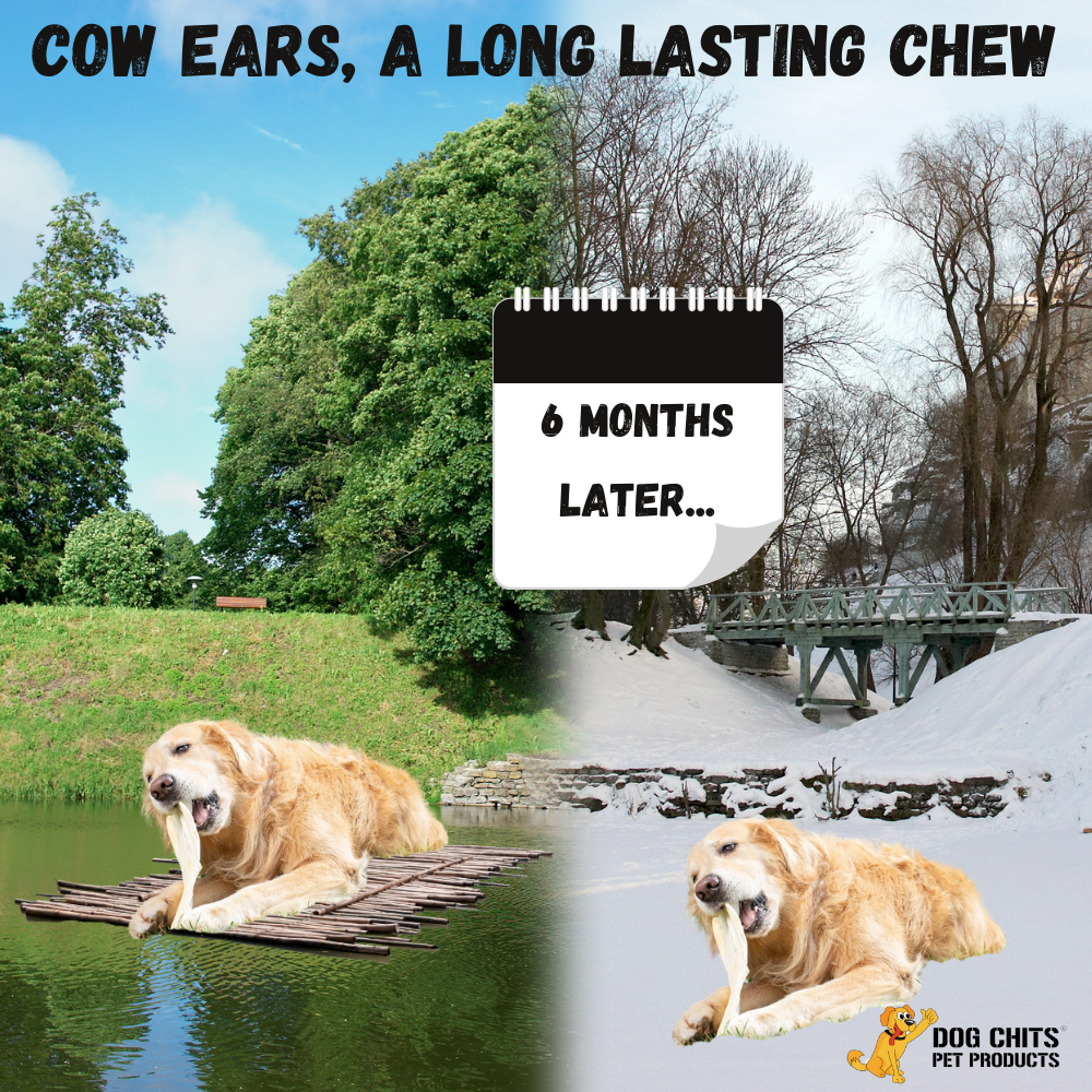 Cow Ears for Dogs, XTRA LARGE, 10 Pack