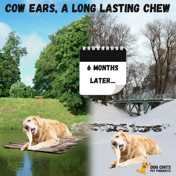 Cow Ears for Dogs, XTRA LARGE, 10 Pack